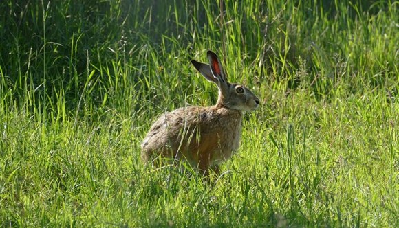 Háromszéken találnak új otthonra az élettérhiányos pécskai nyuszik