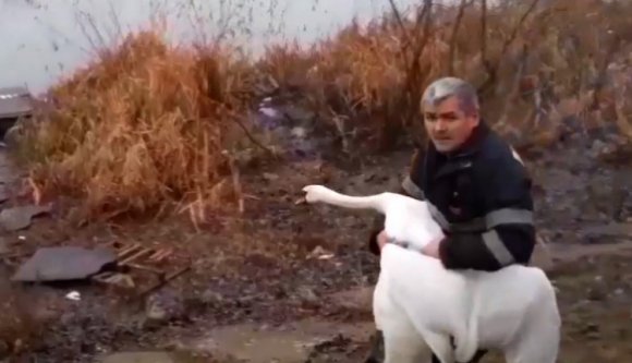 Riadó! Eltévedt egy hattyú Nagyvárad utcáin, bevetették a tűzoltóságot (VIDEÓ)