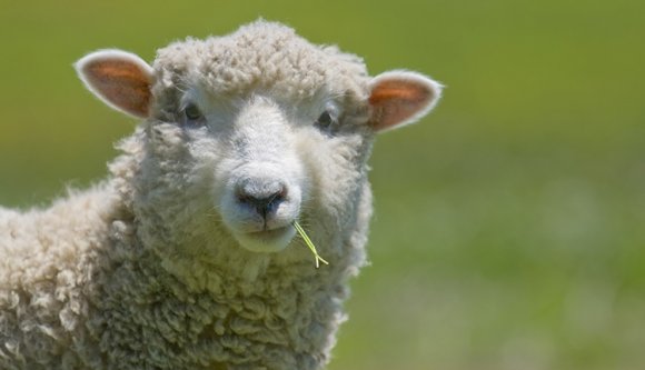 Meghódítja a Közel-Keletet a román juh