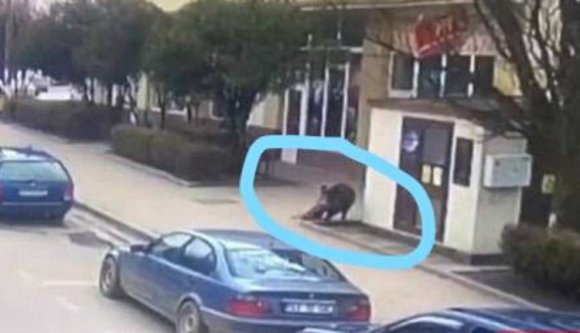 Járókelőket harapott meg egy vaddisznó a városközpontban, fényes nappal! (VIDEÓ)