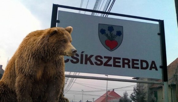 Kilőhetik a vadászok a csíkszeredaiakat rettegésben tartó medvét