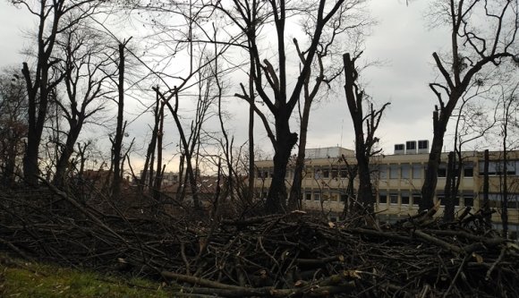 Láncfűrészes mészárlás – letarolták a kolozsvári Mikó-kertet