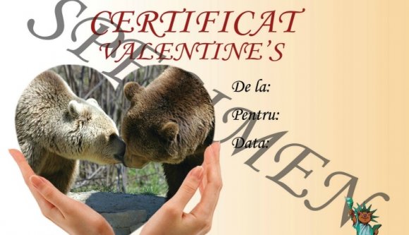 Akció: örökbe lehet fogadni Sanyit, a Szent Anna-tó rettegett medvéjét (VIDEÓval)