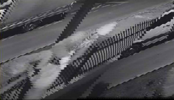 Pórul jártak a barátságos labradorral a lúzer kutyatolvajok