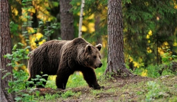 Az életével fizethet a Marosvásárhelyen méhkaptárakat megdézsmáló medve