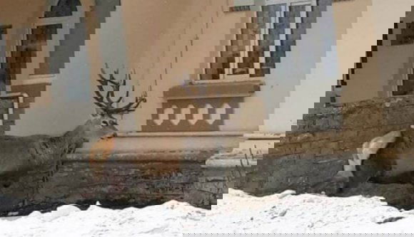 Ortopédiára ment egy szarvas Azugán, szinte meg is műtötték