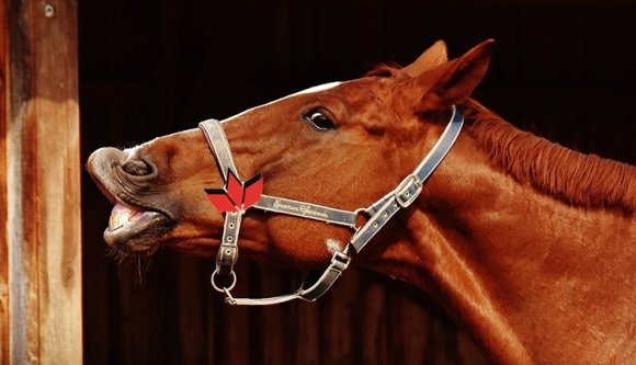 RMDSZ-ló + MPP-sarkantyú = lócitrom