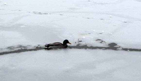Bármennyire is unjuk már, még visszakacsint a tél
