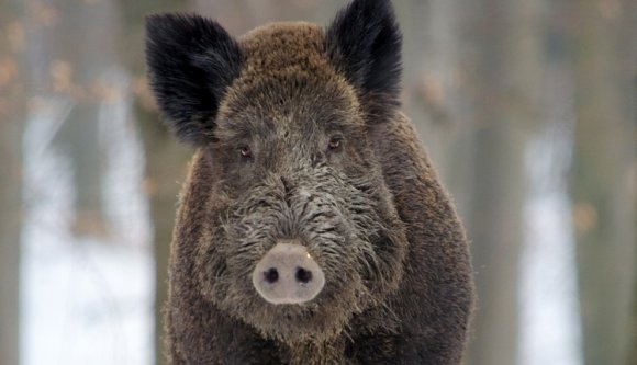 Már orvvadászni sem lehet nyugodtan