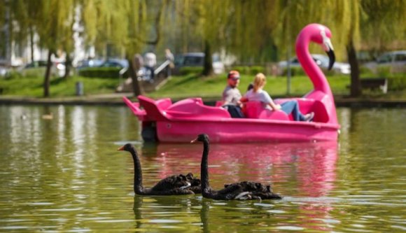 Halálra etetik a sétatéri madarakat a járókelők, a rendőrség közbelép