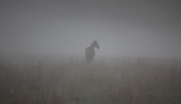 Az MPP nem áll fel. Az RMDSZ jelöltlistájára, mármint