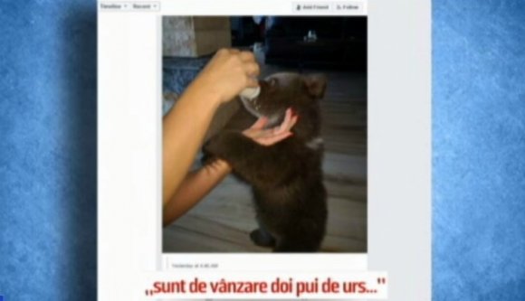 Medvecsempészetet sejtet a halállal végződött kőrispataki támadás mögött a román sajtó