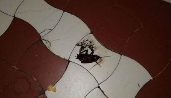 Csótányokkal kell osztozniuk a kórtermeken a dévai kórház betegeinek