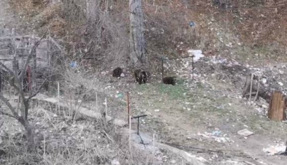 Közös játszótéren osztoznak a helybéli gyerekek és a medvék Buşteni-ben (VIDEÓval)