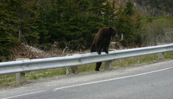 Véget érhet a medvék aranyélete a Székelyföldön