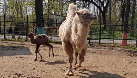 Cirkuszi teve szült egy hazai állatkertben
