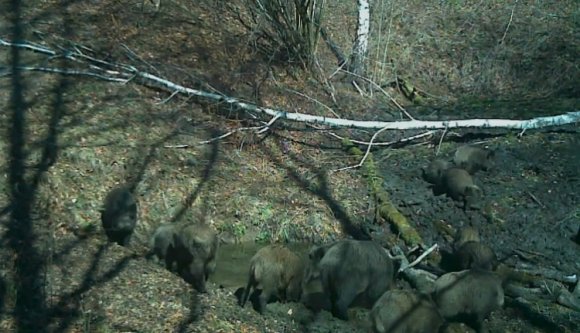 Majd kibújnak a bőrükből, úgy örülnek a tavasznak a Kárpátok vadállatai (VIDEÓval)