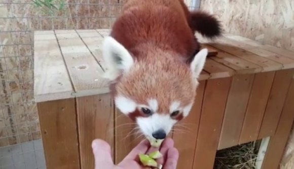 Újabb medve bukkant fel Brassóban! De jóval cukibb az átlagosnál