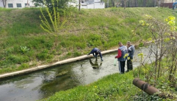 Döglött halak árasztották el a Pece-parti Párizst