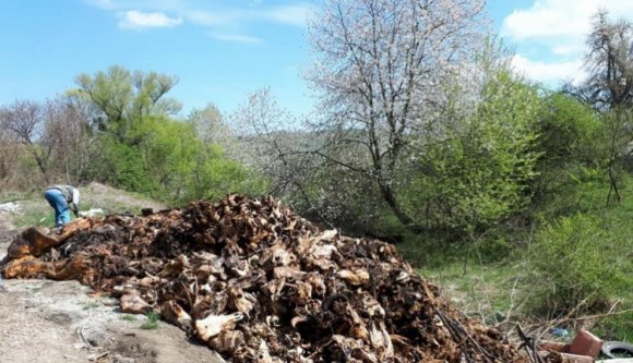 Ki az az állat, aki két tonna rothadó állattetemet hagy az út szélén?
