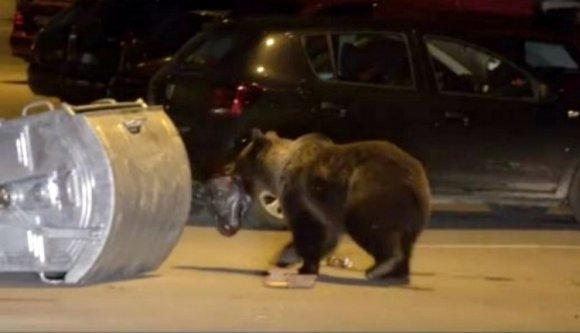 Önfeledten randalíroznak a mackók éjszakánként az egyik legfelkapottabb romániai üdülőhelyen (VIDEÓ)