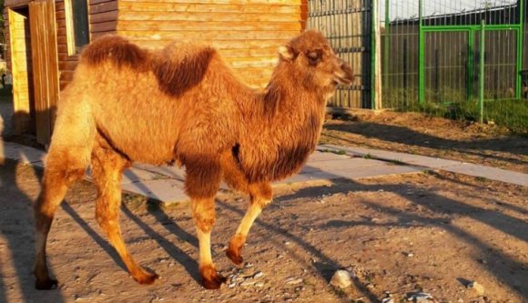 Nézzék csak, milyen elbűvölő állat érkezett a nagyváradi állatkertbe!