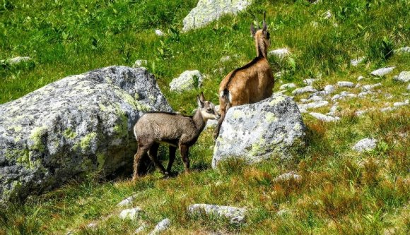 Napi cukiság: nézzen ön is a Retyezát-hegységben pajkosan ugrándozó zergegidát (VIDEÓval)