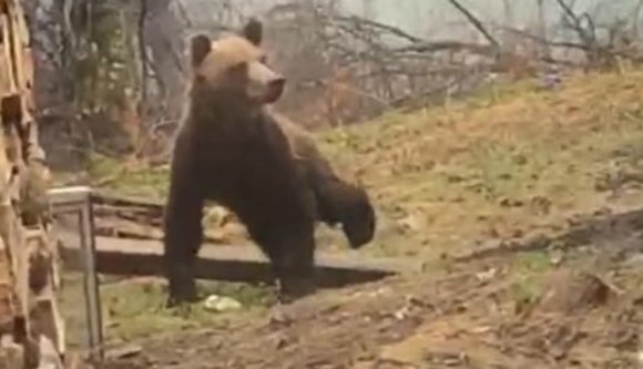 Miccset akart sütni egy medve a május elsejei minivakáció alatt (VIDEÓval)