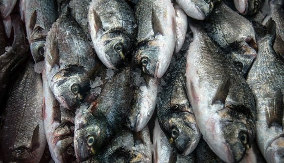 Orvhalászok és halcsempészek kerültek a rendőrség hálójába