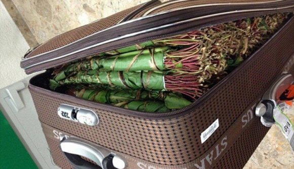 Hetvenöt kiló „katit” foglalt le a hatóság