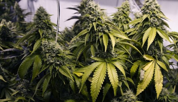 Kannabisz a tömbháztetőn