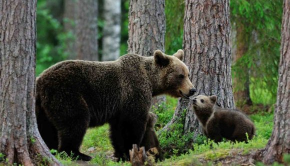 Kilőhetőek a problémás medvék