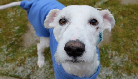 Kutya elvitelre Kelemen Hunoréktól