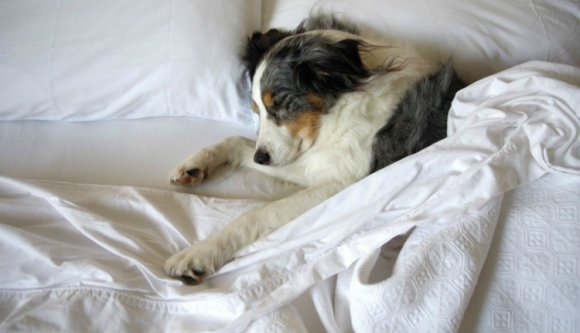 Állatpornósztárok a romániai gazdátlan ebek?