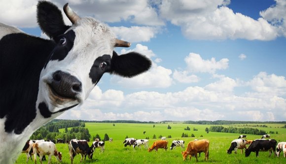 Újra felbukkant a kergemarhakór Romániában