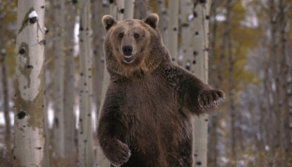 Erdőmunkásra támadt egy anyamedve Háromszéken