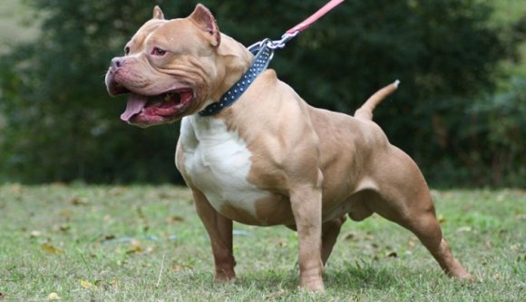 Pitbull ölte meg a gazdáját