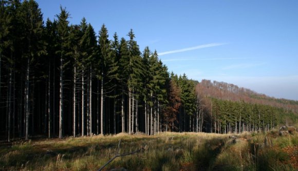 Nem tetszik maradéktalanul a zöldeknek az új erdőtörvény