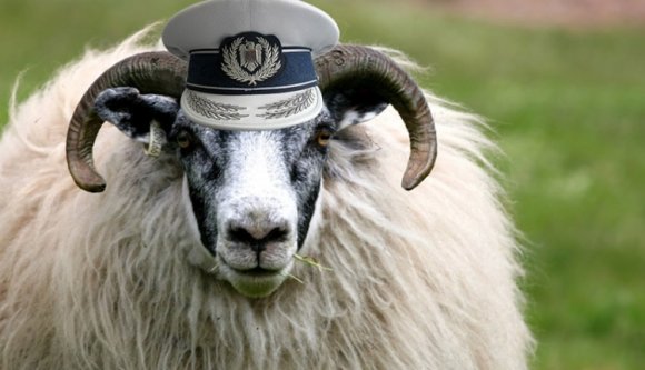 Mi az ára egy főrendőrnek? 500 euró és egy juh!
