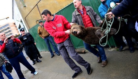 Elfogták a Nagyszebenben bóklászó macit