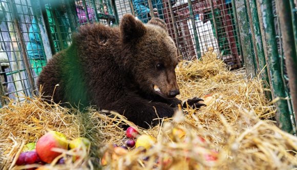Zernyestre került a Szebenben bóklászó maci