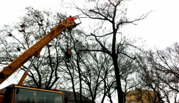 Hadat üzent a varjaknak Szatmárnémeti önkormányzata