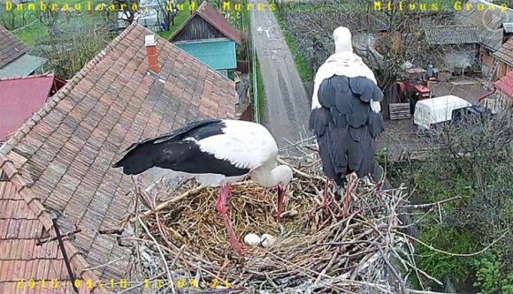 Kövesse a sáromberki gólyák életét élőben!