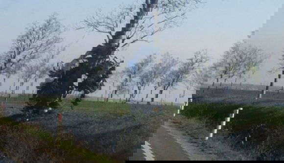 Szó szerint rárepült egy fára gépkocsijával a lengyel sofőr