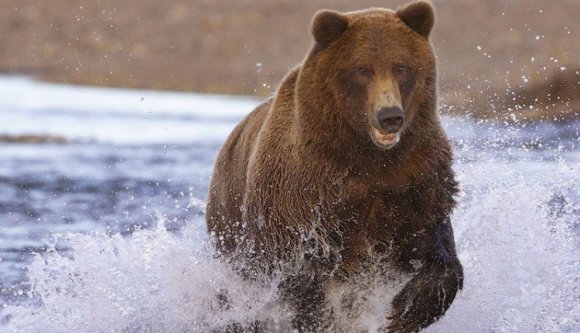 Megvolt az első medvetámadás