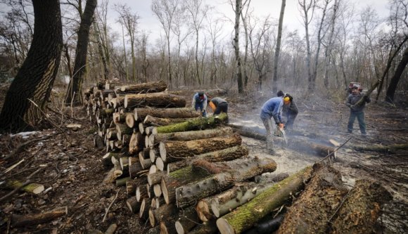Civil szervezet: feketén kivágott fát vett át a Schweighofer