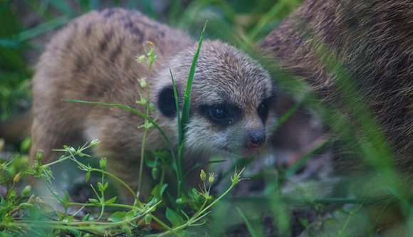 Új taggal gyarapodott Nagyvárad szurikáta populációja