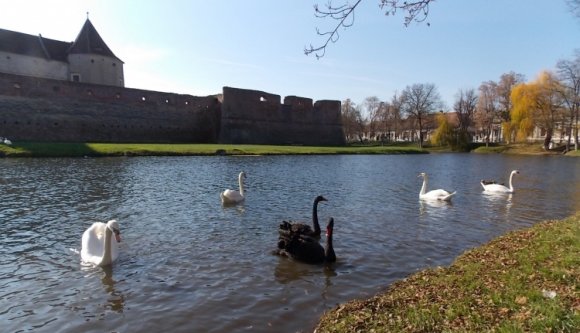 A hattyúk alól lopták ki a tojásokat a fogarasi várnál