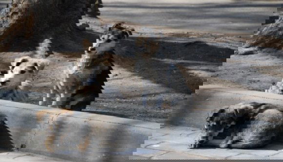 Más vidékekről „importálják” Kovásznára a kóbor kutyákat