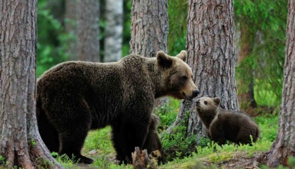 Medve sebesített meg egy nőt Madéfalva közelében